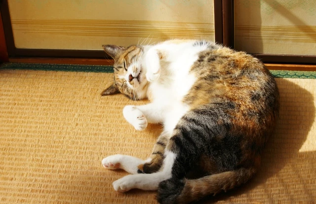 寝言もオナラも否認!? 父と息子のおかしな日常｜父と息子の漫才介護⑯