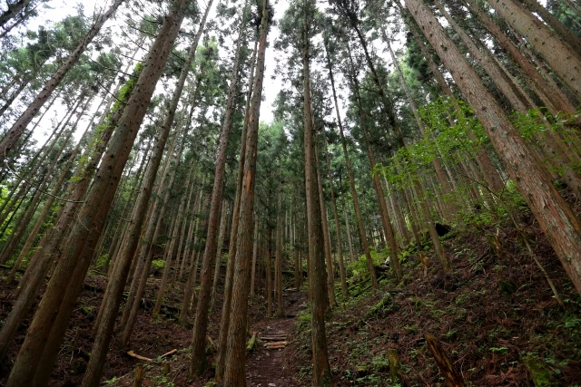 山林