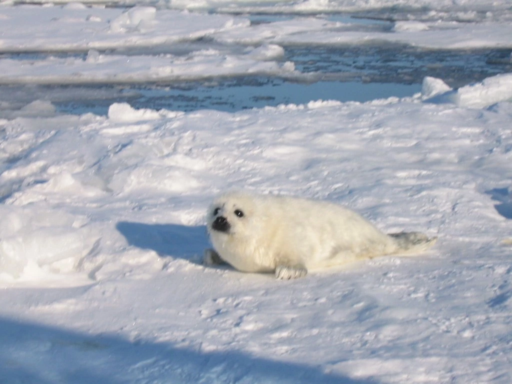 paro_1_4.jpg タテゴトアザラシ