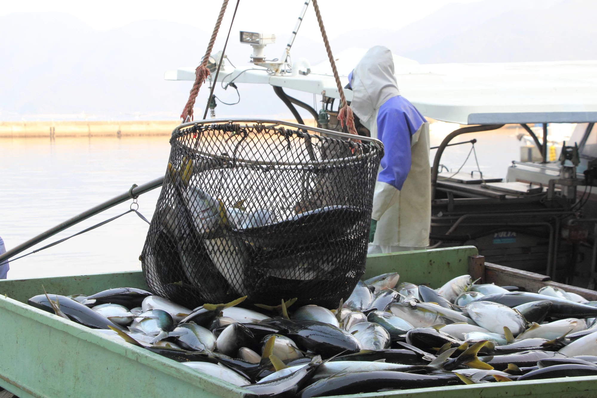 MySCUE記事　健康レシピ　ブリ