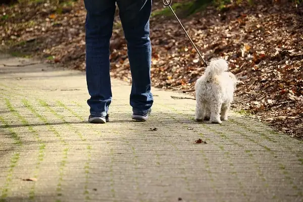 犬と散歩する人