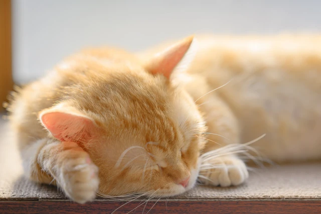 pixta_123037454_S.jpg 外出型 銭湯 猫カフェ風