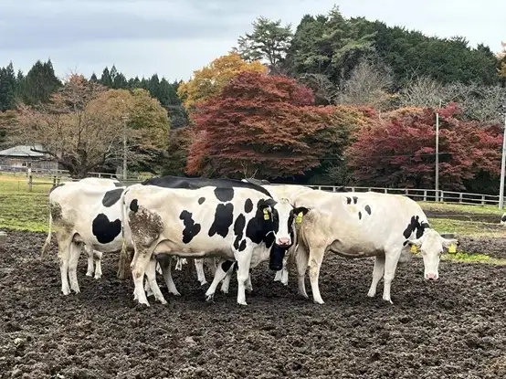 小岩井農場
