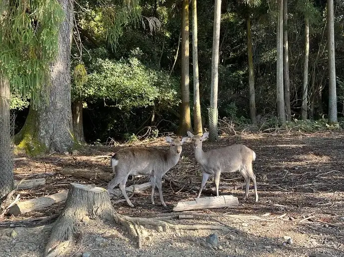 奈良の旅