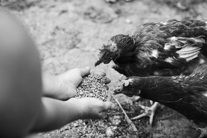 overhead-view-hens-feeding-grain-from-hands (1).jpg 〈わたし〉になるための読書⑩